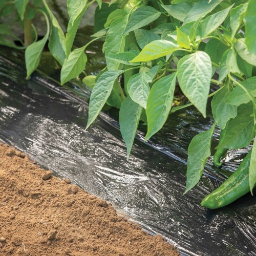 FOLIE DE MULCIRE NEAGRA - 2000 M 